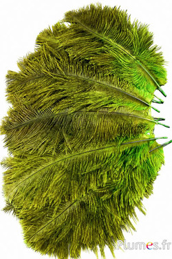 Struisvogel - 13-18 cm - appelgroen-grijs
